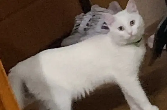Пропала белая кошка с зеленым ошейником, г. Нефтеюганск