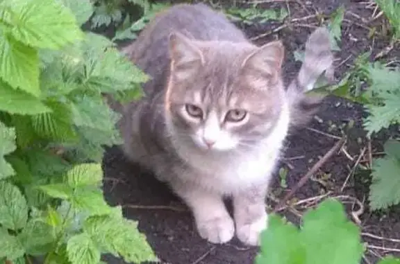 Кошки потеряшки, Мастиновка, фото: Потеряшка серо-полосатый кот, ул. Мира, Мастиновка