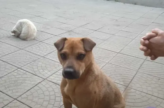 Пропала собака Кабель, ул. Федосеева, 13, Енакиево