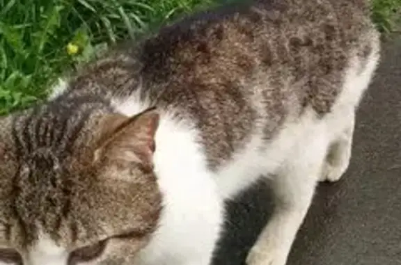 Кошки потеряшки, Санкт-Петербург, фото: Потеряшка кошка на ул. Лени Голикова, СПб