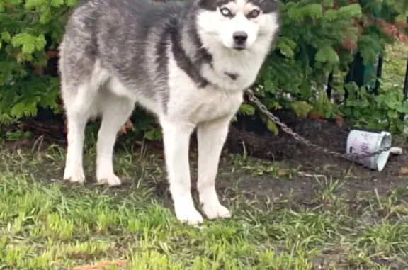 Собака хаски найдена в Кемеровской области