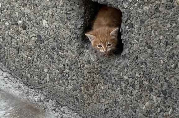 Найден рыжий котенок-мальчик около дома 42, Иркутск