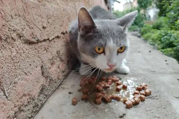 Потерянная кошка в районе Красноярский Рабочий, 61А