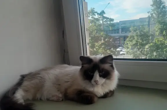 Кошки потеряшки, Санкт-Петербург, фото: Потеряшка кошка Нала, Ленинский пр., 124, СПб