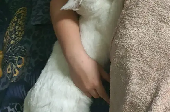 Кошки потеряшки, Новосибирск, фото: Потеряшка белая кошка, Тополевая 31, Новосибирск