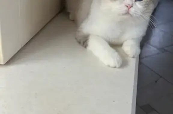 Кошки потеряшки, Санкт-Петербург, фото: Потеряшка кошка Мальчик на Объездной улице