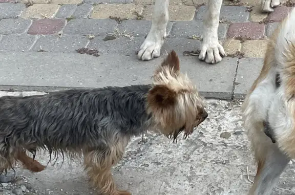 Найдена собака: ул. Берлизова, 15, Краснодар