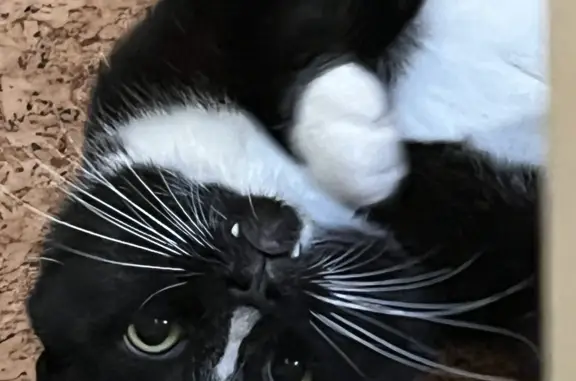 Пропала черно-белая кошка, 9 Мая, 53, Бородино