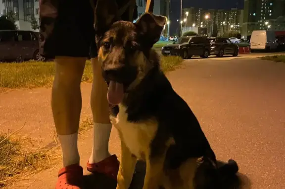 Собака найдена: Новая улица, 17 к1, Мурино