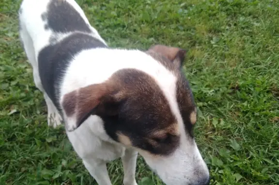 Найдена собака 29К-002 в Бабынино
