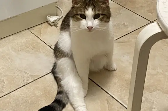 Кошки потеряшки, Санкт-Петербург, фото: Потеряшка белая кошка на Дальневосточном проспекте