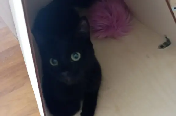 Пропала чёрная кошка по адресу ул. Чернышевского 54, Губаха