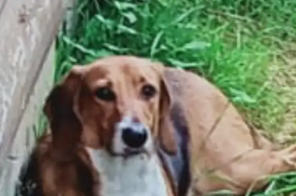 Собака помесь гончей, найдена в частном доме, Пушкино