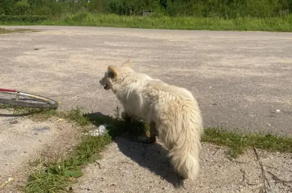 Найдена собака в Московской области