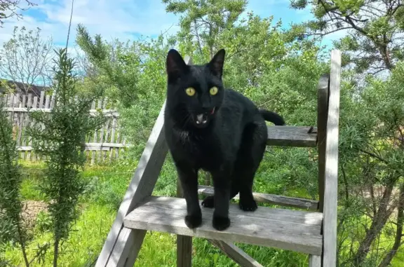 Пропал крупный черный кот в Грязовце, Вологодская область
