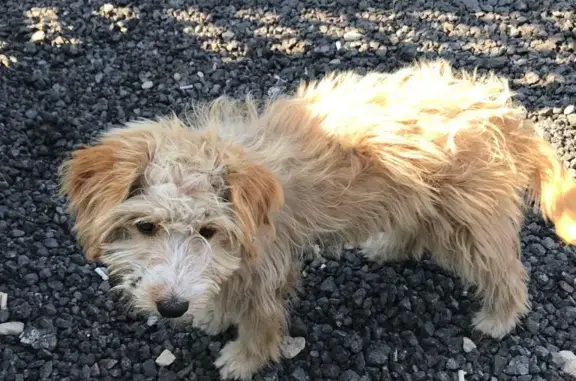 Собака найдена в деревне Екатериновка, рядом с трассой