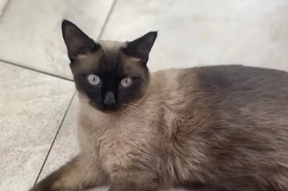 Пропала кошка: Тайский-Сиамский кот, Садаева 23, Грозный