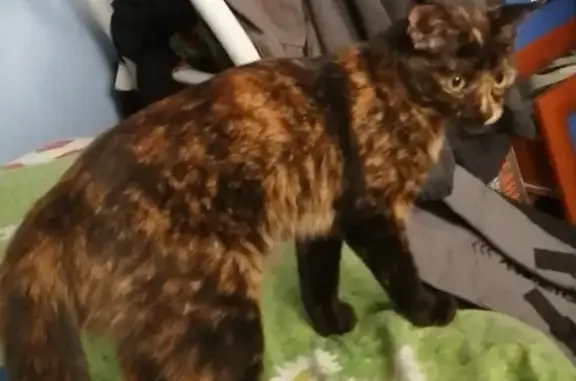 Пропала кошка Тигра, 3-й пер. Баумана, Ульяновск