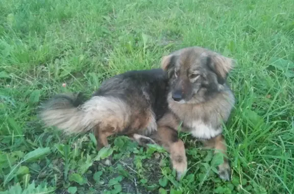 Пропала пушистая собака на Заречной улице
