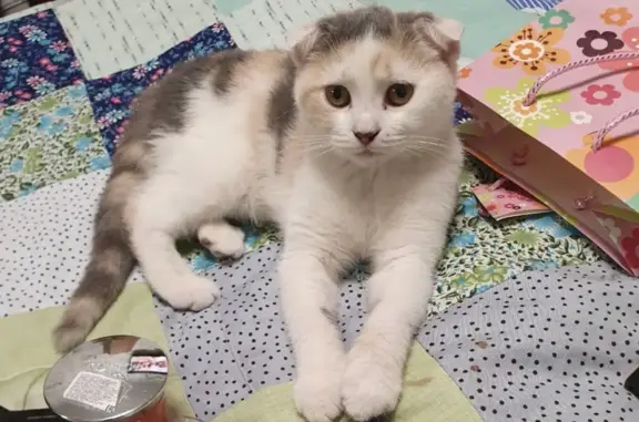 Кошки потеряшки, Санкт-Петербург, фото: Потеряшка кошка Девочка-Милочка, пр. Обуховской Обороны, 56