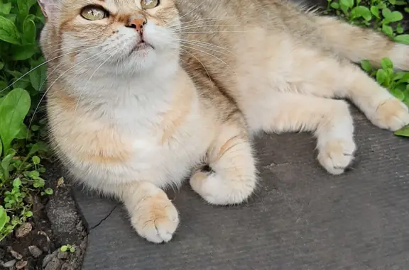 Пропала полосатенькая кошка в Краснодаре
