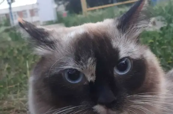 Кошки потеряшки, Екатеринбург, фото: Потеряшка кошка Пушинка, адрес: Краснофлотцев 2б, вознаграждение