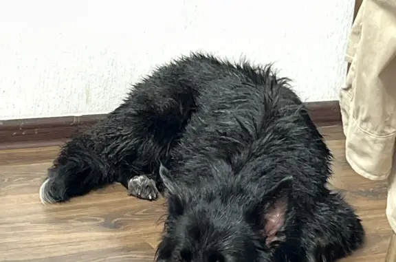 Собаки потеряшки, Санкт-Петербург, фото: Потеряшка собака в Санкт-Петербурге, Ольгинская аллея