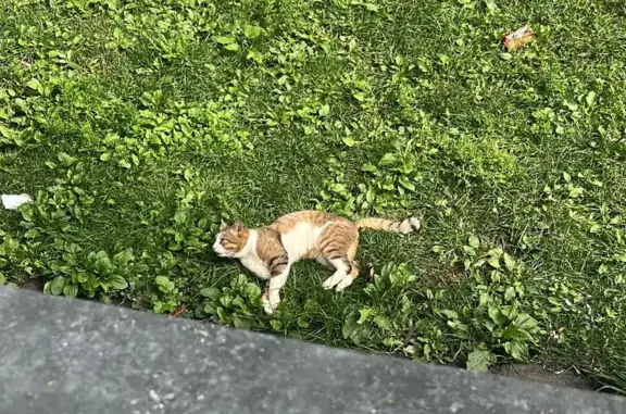 Найден кот, похожий на породистого, на ул. Ереванская, 14 к2, Москва