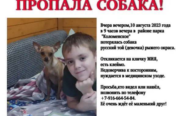 Собаки потеряшки, Москва, фото: Потеряшка собака: Русский той, ул. Дьяково-Городище, Москва