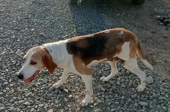 Найдена собака в Ростове-на-Дону, ищет хозяев.