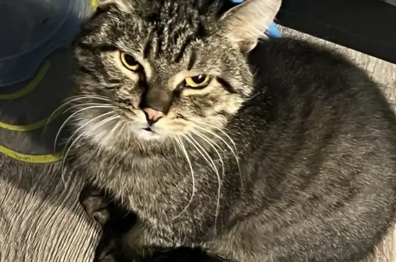 Кошки потеряшки, Москва, фото: Потеряшка полосатый кот Риччи, Туристская ул., 2 к5, Москва