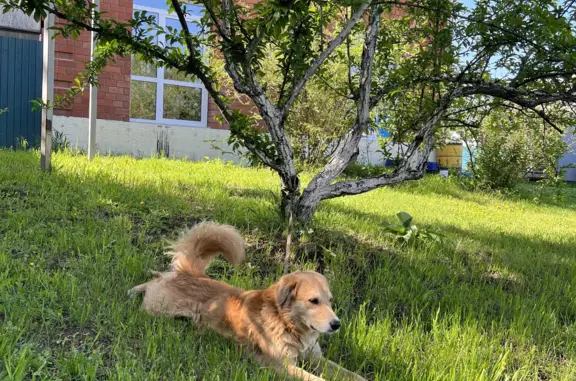 Найдена собака в Иркутске, ищем хозяина