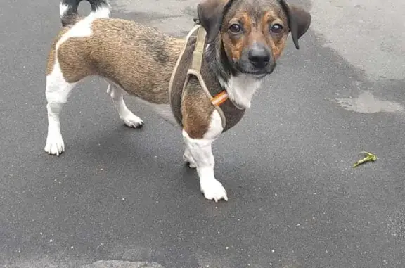 Найденные животные Москва, фото: Найдена собака на Кировоградской ул., Москва