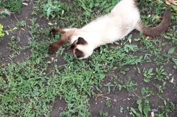 Пропала кошка в Зубово, 1 год 4 месяца