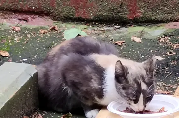 Найденные животные Москва, фото: Найдена домашняя кошка на Профсоюзной, 38 к1, Москва