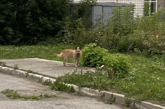 Найдена собака: ул. Мичурина, 22, Новосибирск