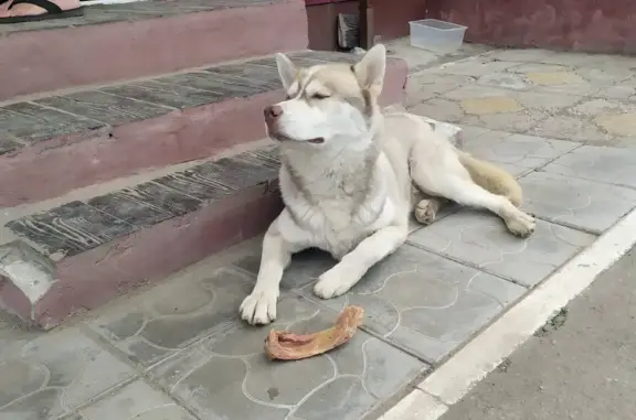 Найдена собака Хаски на Артиллерийской 16а, Саратов
