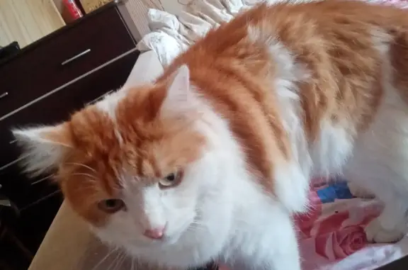 Найдена кошка: белый с оранжевым, ул. Можайского, 73, Тверь
