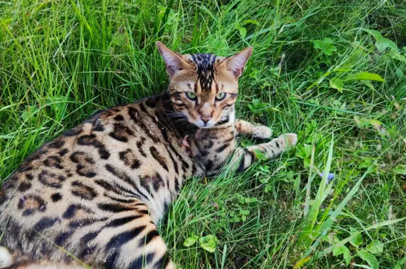 Кошки потеряшки, Гаврилово, фото: Потеряшка кошка Самец, порода - бенгальский, проезд Лисьего Хвоста