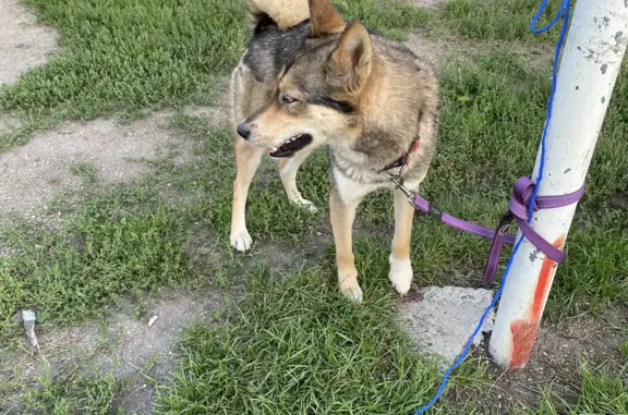 Собака найдена в парке Чкалова, пр. Ленина, 35, Екатеринбург
