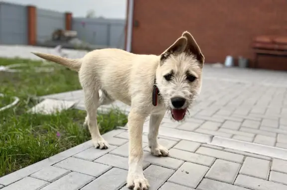 Пропал щенок в посёлке Поляны, Рязанская область