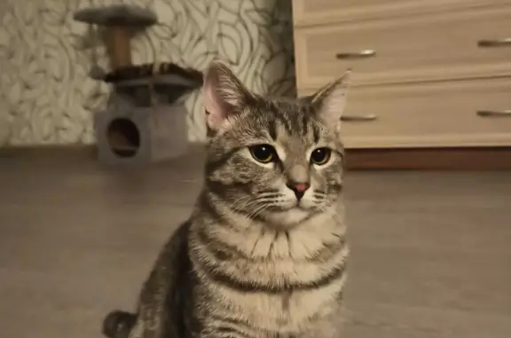 Пропала кошка Марсель в Новосибирске