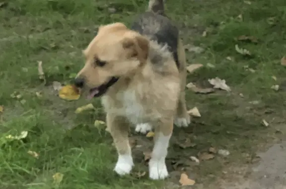 Собака найдена: Московская ул., 31, Балашиха