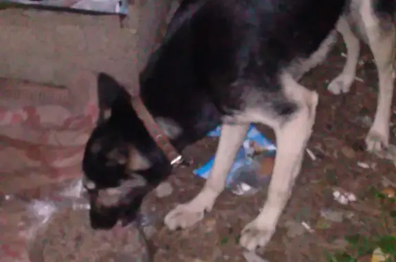 Найдена собака в Коллективном саду СЗСМ 35, Екатеринбург