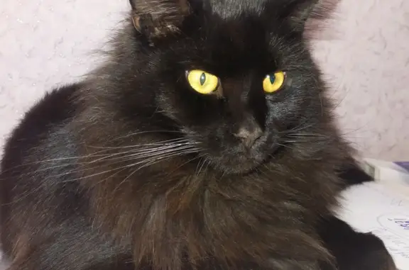 Пропал кот, черный с коричневым отливом, Казанский тракт, 1А