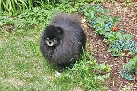 Собаки потеряшки, Санкт-Петербург, фото: Потеряшка собака Чёрный шпиц возле Юнтоловского заказника. Глухарская улица, 17 к2, СПб.