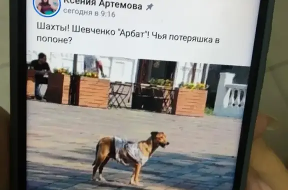 Пропала собака на ул. Ионова, 171, Шахты