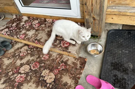 Найдена Белоснежная кошка в Новоалександровском поселении