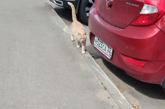 Кошка найдена на ул. Опалиха, 17, Красногорск