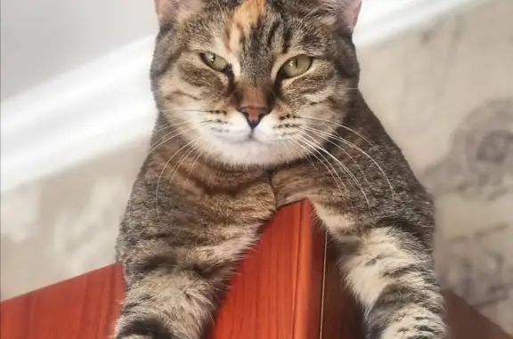 Кошки потеряшки, Санкт-Петербург, фото: Потеряшка трехцветная кошка на ул. Тельмана, 41 к1, СПб